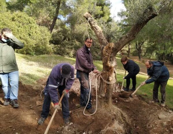 Αιωνόβιες ελιές βρήκαν τη σωτηρία τους στον Διομήδειο Κήπο 3