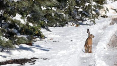 Απόλαυση τα ζώα του Ποικίλου στο χιόνι 1