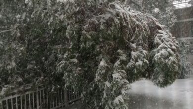 "Έπεσε το πεύκο πάνω σπίτι μας - Ο Δήμος ή ο γείτονας το κόβει;" 31