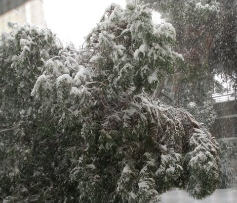 "Έπεσε το πεύκο πάνω σπίτι μας - Ο Δήμος ή ο γείτονας το κόβει;" 19