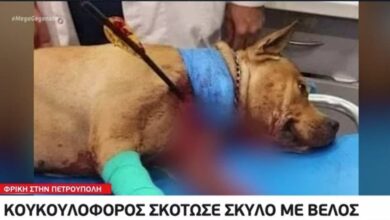 Ζωοκτονία στην Πετρούπολη: Στα ίχνη του εκτελεστή με τη βαλλίστρα 17