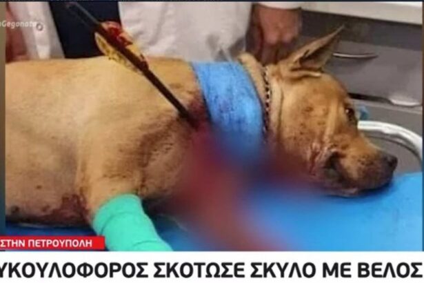 Ζωοκτονία στην Πετρούπολη: Στα ίχνη του εκτελεστή με τη βαλλίστρα 39