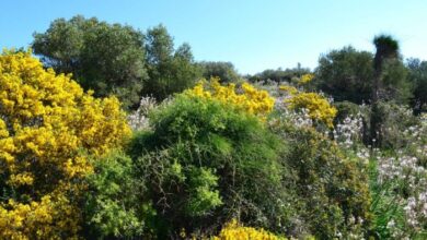 Επί Ασπαλάθων 35