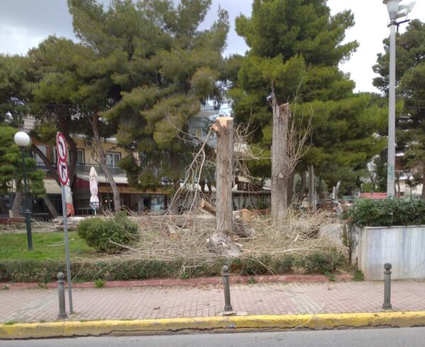 Πλατεία Ηρώων: Άγριο πριόνι, αλόγιστη δενδροκτονία! 7