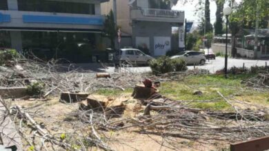 Πλατεία Ηρώων: Άγριο πριόνι, αλόγιστη δενδροκτονία! 19