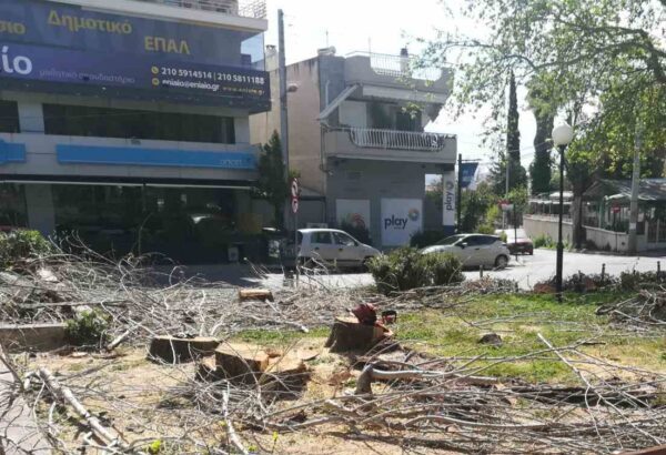 Πλατεία Ηρώων: Άγριο πριόνι, αλόγιστη δενδροκτονία! 29