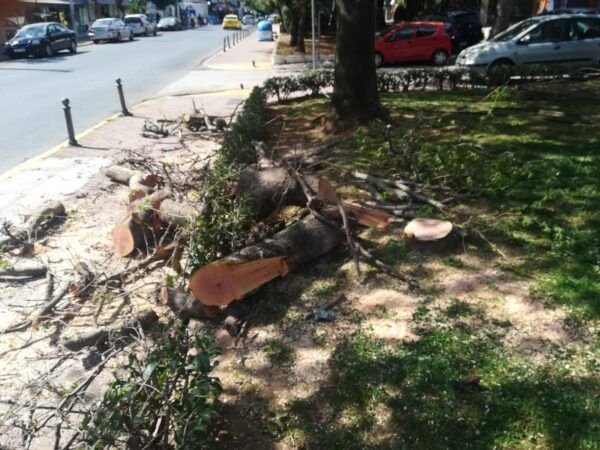 Πλατεία Ηρώων: Άγριο πριόνι, αλόγιστη δενδροκτονία! 3