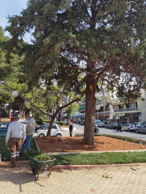 Η ανανεωμένη Πλατεία Ηρώων, τα κομμένα δέντρα και το έτοιμο γκαζόν 12 Η ανανεωμένη Πλατεία Ηρώων, τα κομμένα δέντρα και το έτοιμο γκαζόν 11