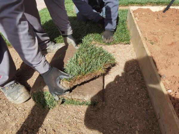 Η ανανεωμένη Πλατεία Ηρώων, τα κομμένα δέντρα και το έτοιμο γκαζόν 10 Η ανανεωμένη Πλατεία Ηρώων, τα κομμένα δέντρα και το έτοιμο γκαζόν 9