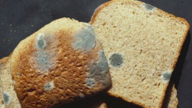 Τι θα συμβεί αν φάμε κάτι που έχει πιάσει μούχλα 37