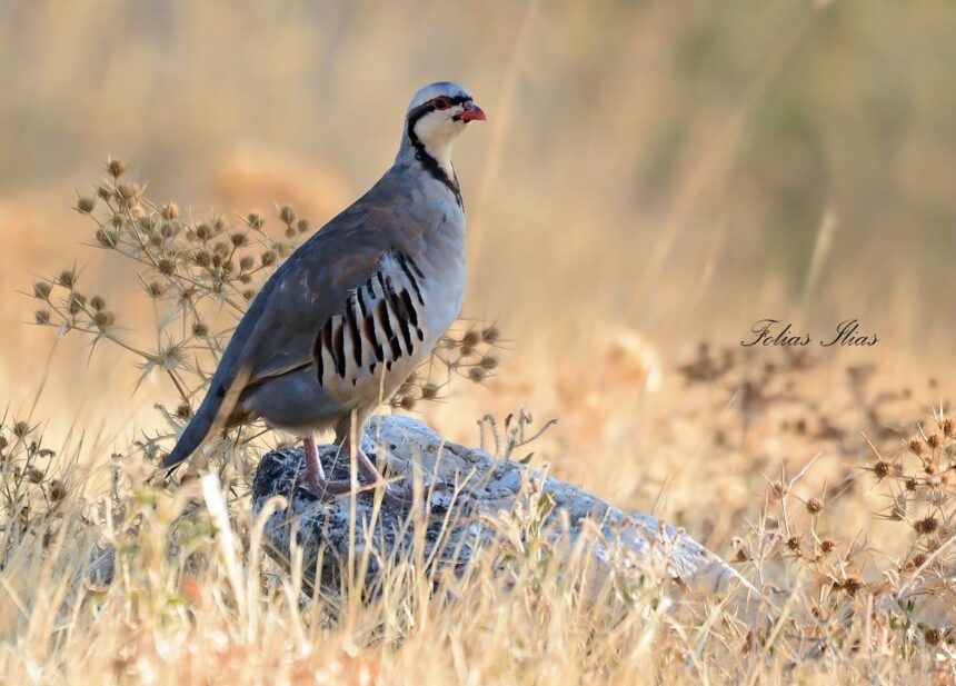 Tα περδικόπουλα μεγάλωσαν μέσα στο πιο αντίξοο καλοκαίρι για το Ποικίλο - Video 2 Tα περδικόπουλα μεγάλωσαν μέσα στο πιο αντίξοο καλοκαίρι για το Ποικίλο - Video 1
