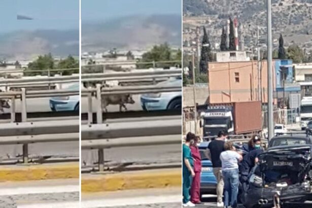 Αγριογούρουνο στην Εθνική Οδό, αιτία σοβαρού τροχαίου - Βίντεο 23