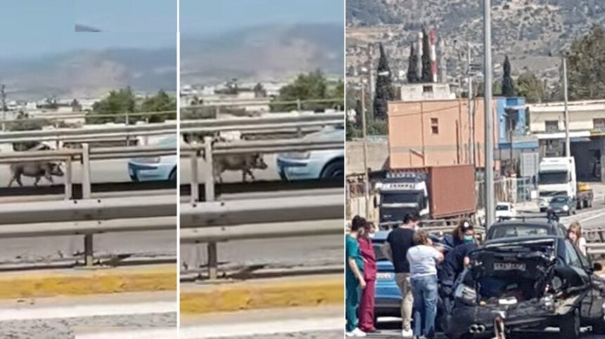 Αγριογούρουνο στην Εθνική Οδό, αιτία σοβαρού τροχαίου - Βίντεο 1