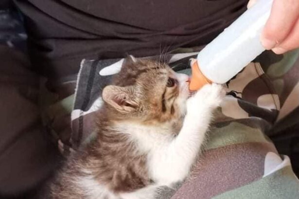 Νυχτερινή περιπολία στη Λ. Αθηνών: Η απίστευτα τρυφερή συνάντηση με τη... Δράση 23