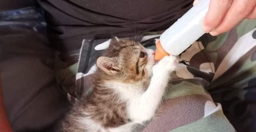 Νυχτερινή περιπολία στη Λ. Αθηνών: Η απίστευτα τρυφερή συνάντηση με τη... Δράση 2 Νυχτερινή περιπολία στη Λ. Αθηνών: Η απίστευτα τρυφερή συνάντηση με τη... Δράση 1