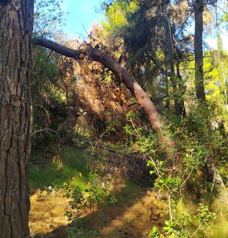 Μπαρουταποθήκη το Δάσος γύρω από τη Μονή Δαφνίου 2 Μπαρουταποθήκη το Δάσος γύρω από τη Μονή Δαφνίου 1