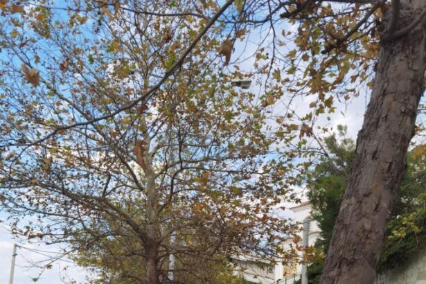 "Οι ταξιτζήδες ποτίζουν τα πλατάνια με τα μπουκαλάκια!" 7