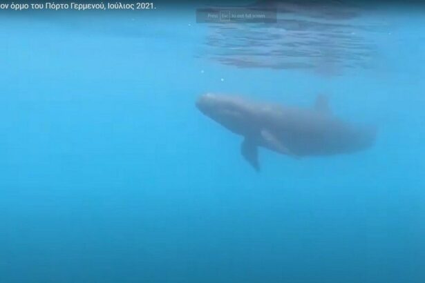 "Δεν πρόκειται για φάλαινα, είναι ψευδόρκα!" - Μια πολύ σπάνια εμφάνιση στο Πόρτο Γερμενό 15