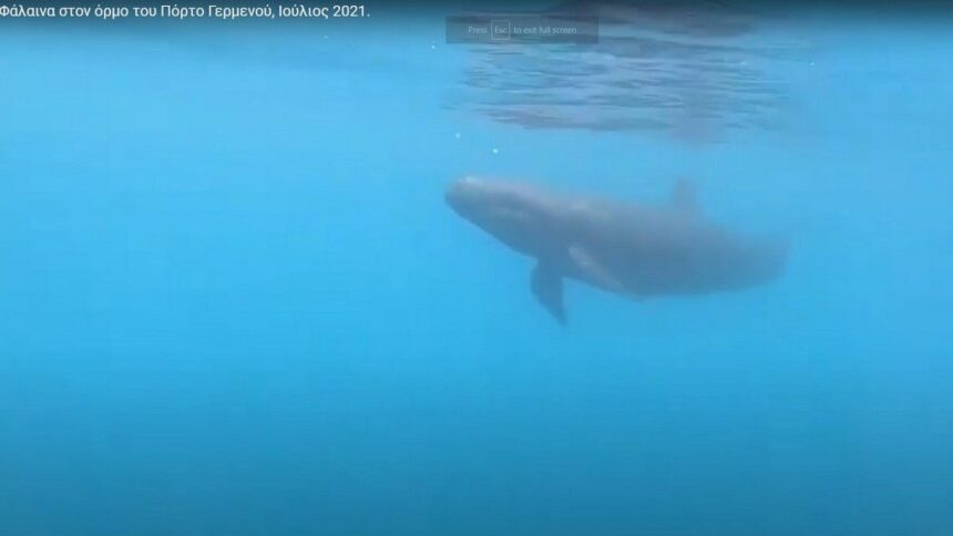 Μια φάλαινα στο βαθύ γαλάζιο του Πόρτο Γερμενού - Video 1