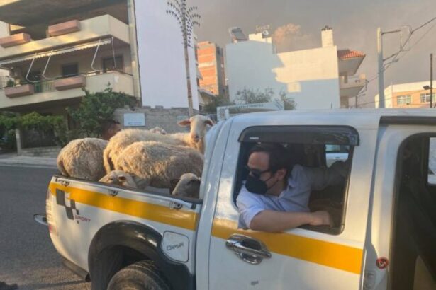 Σε διάσωση ζώων στα Λιόσια πήρε μέρος κλιμάκιο του Δήμου 15