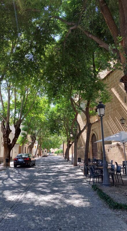 Πόσο δροσίζουν τα δέντρα την πόλη το καλοκαίρι; 24 Πόσο δροσίζουν τα δέντρα την πόλη το καλοκαίρι; 23