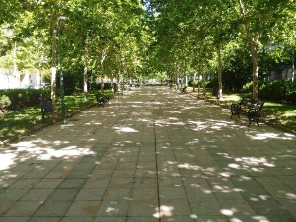 Πόσο δροσίζουν τα δέντρα την πόλη το καλοκαίρι; 12 Πόσο δροσίζουν τα δέντρα την πόλη το καλοκαίρι; 11