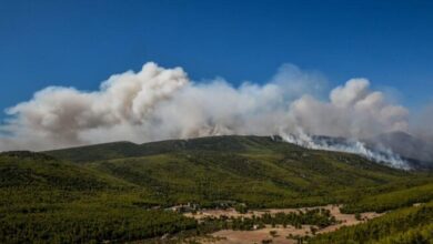 Για τρίτη μέρα ισοπεδώνεται το τελευταίο πυκνό πευκοδάσος της Αττικής 27