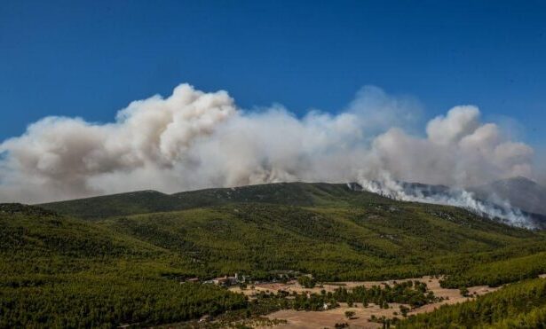 Για τρίτη μέρα ισοπεδώνεται το τελευταίο πυκνό πευκοδάσος της Αττικής 11