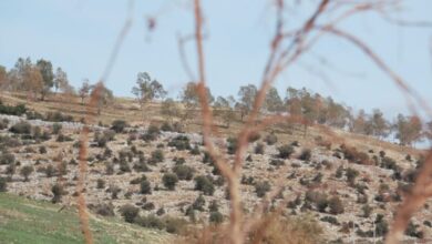 Κρίτων Αρσένης: Ούτε μια συγγνώμη από την υπουργό Πολιτισμού για την εγκατάλειψη των αρχαιολογικών χώρων στη Δυτική Αθήνα 29