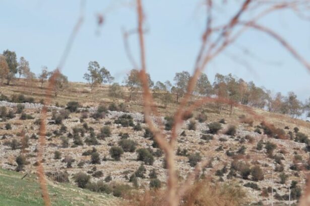 Κρίτων Αρσένης: Ούτε μια συγγνώμη από την υπουργό Πολιτισμού για την εγκατάλειψη των αρχαιολογικών χώρων στη Δυτική Αθήνα 11