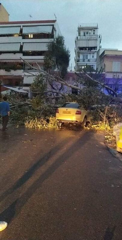 Επικίνδυνα δέντρα στο Χαϊδάρι: Να ποντάρουμε για πάντα στην καλή μας τύχη; 3