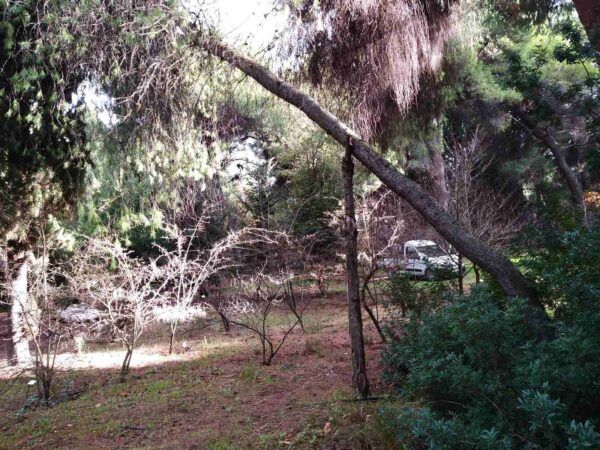Απλό και φτηνό! - Αντιστήριξη πεύκων στον Διομήδειο Κήπο 3