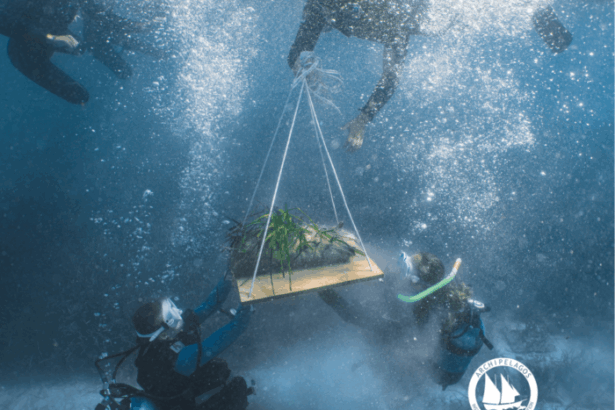 Υποβρύχια δενδροφύτευση σε δάση Ποσειδωνίας στο Αιγαίο 29