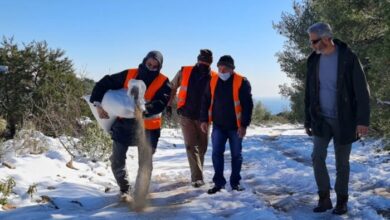 Ρίχνουν τροφή στα ζώα του όρους Αιγάλεω 33