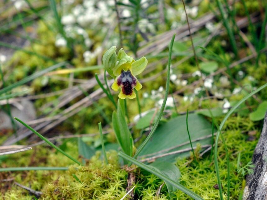 "Οφρύς του Ποικίλου": Μήπως αυτή τη στιγμή αντικρίζουμε μια ορχιδέα μοναδική στον κόσμο; 1