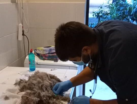 Χαϊδάρι: Βαριά καταδίκη για την οικογένεια που υποχρέωνε να ζουν οι 4 γάτες τους μέσα στην βρώμα και τις ακαθαρσίες 21