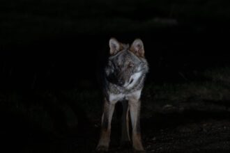 Εμφάνιση Λύκου στο Ποικίλο Όρος: Ένα απρόσμενο μήνυμα από τη φύση στην καρδιά της Αττικής 35