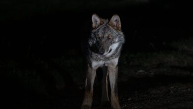 Μπορεί να έχει έρθει λύκος στο Ποικίλο Όρος; 25