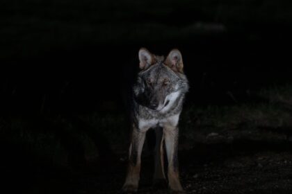 Εμφάνιση Λύκου στο Ποικίλο Όρος: Ένα απρόσμενο μήνυμα από τη φύση στην καρδιά της Αττικής 5