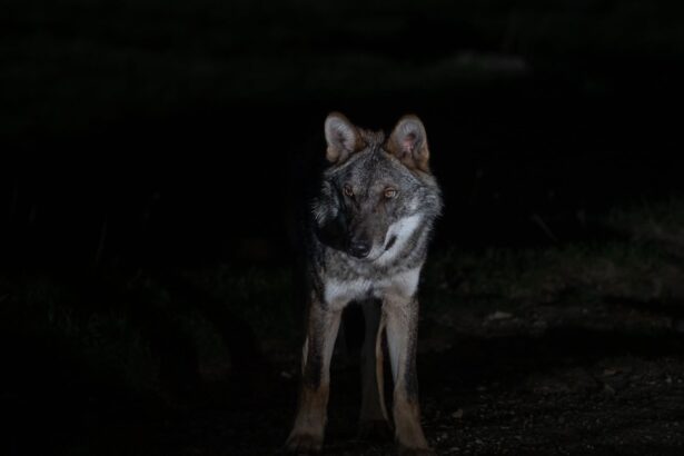 Μπορεί να έχει έρθει λύκος στο Ποικίλο Όρος; 43