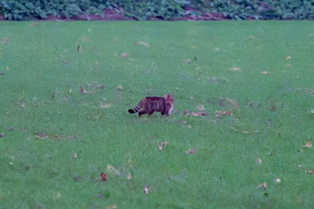 Αγριόγατα στο Ποικίλο; 31