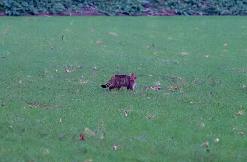 Αγριόγατα στο Ποικίλο; 1