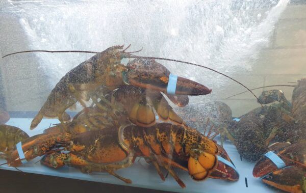ΑργυρόΝησος fish&grill: Κοντά μας στην νηστεία της Μεγάλης Εβδομάδας. Τα best sellers... 20 ΑργυρόΝησος fish&grill: Κοντά μας στην νηστεία της Μεγάλης Εβδομάδας. Τα best sellers... 19