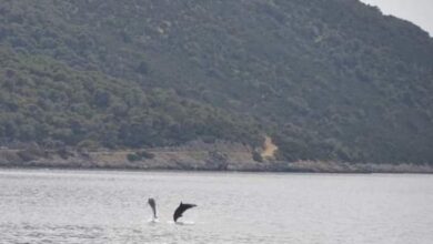 Δελφίνια "ξεσαλώνουν" στο Πόρτο Γερμενό 19