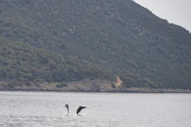 Δελφίνια "ξεσαλώνουν" στο Πόρτο Γερμενό 11