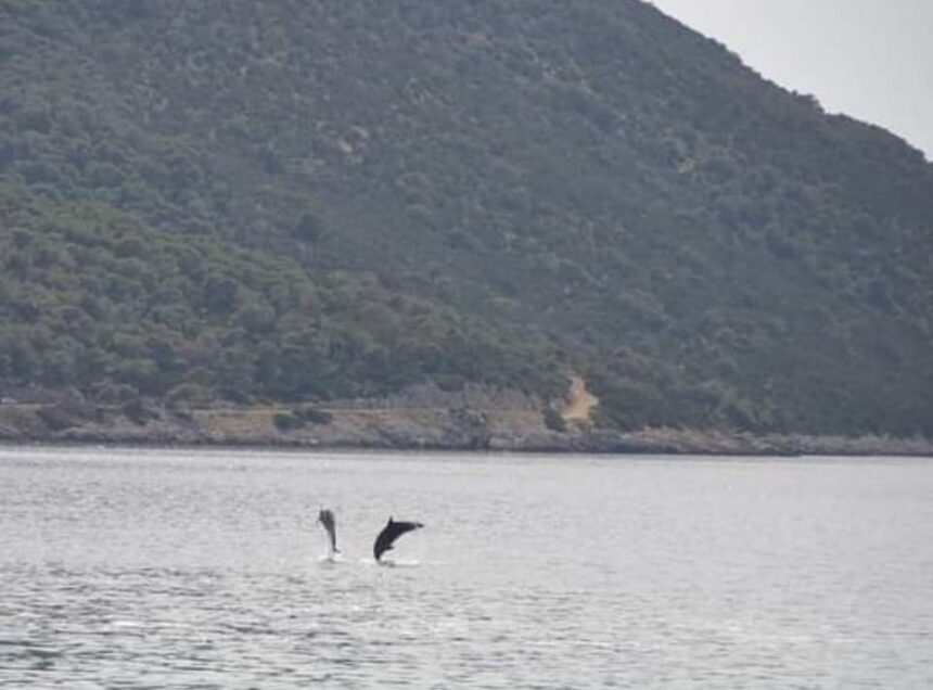 Δελφίνια "ξεσαλώνουν" στο Πόρτο Γερμενό 1