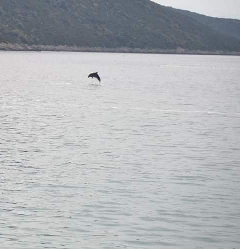 Δελφίνια "ξεσαλώνουν" στο Πόρτο Γερμενό 4 Δελφίνια "ξεσαλώνουν" στο Πόρτο Γερμενό 3