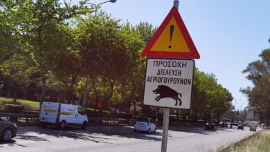 Τα αγριογούρουνα αγάπησαν τα μέρη μας, η φύση θριαμβεύει - Τι κάνουμε εμείς; 7