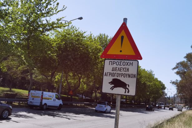 Τα αγριογούρουνα αγάπησαν τα μέρη μας, η φύση θριαμβεύει - Τι κάνουμε εμείς; 21