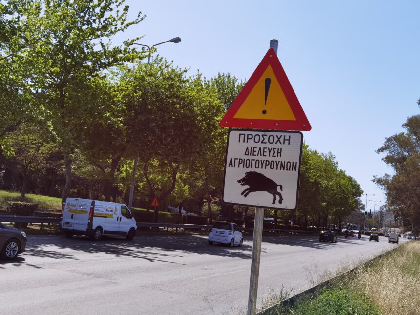 Τα αγριογούρουνα αγάπησαν τα μέρη μας, η φύση θριαμβεύει - Τι κάνουμε εμείς; 1